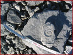 Fossili